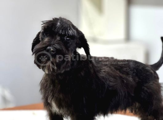 Minyatür Schnauzer Bebekler görsel