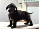 Minyatür Schnauzer Bebekler