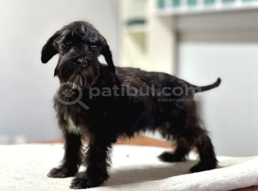 Minyatür Schnauzer Bebekler görsel