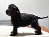Minyatür schnauzer bebekler