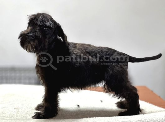 Minyatür schnauzer bebekler