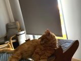 Kayıp Kedi Antalya Kundu Güzeloba Lara