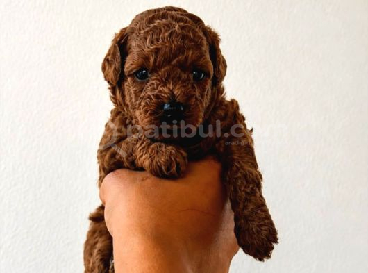 Kipkirmizi Red Toy Poodle Sevi̇mli̇ Yavrular görsel