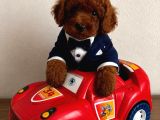 Kipkirmizi Red Toy Poodle Sevi̇mli̇ Yavrular