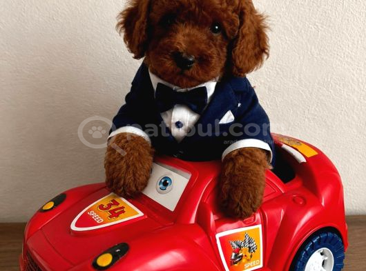 Kipkirmizi Red Toy Poodle Sevi̇mli̇ Yavrular görsel