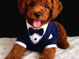 Kipkirmizi Red Toy Poodle Sevi̇mli̇ Yavrular