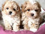 Kahve Tonlu Malti̇poo Ci̇nsi̇ Yavrular