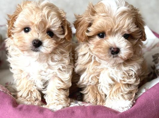 Kahve Tonlu Malti̇poo Ci̇nsi̇ Yavrular görsel