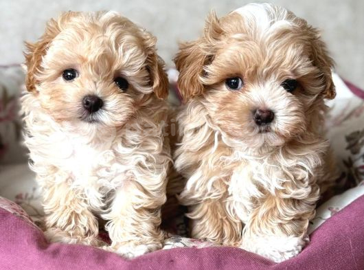 Kahve Tonlu Malti̇poo Ci̇nsi̇ Yavrular görsel