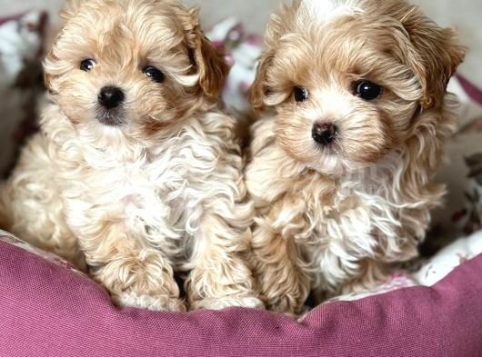 Kahve Tonlu Malti̇poo Ci̇nsi̇ Yavrular görsel