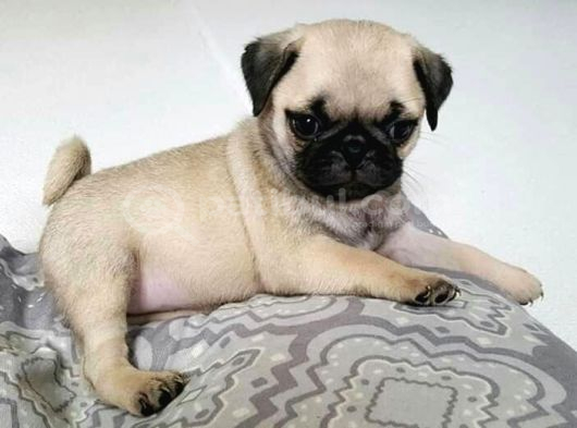 MOPS PUG CİNSİ YAVRULAR