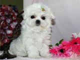 Kar Beyaz Maltese Terri̇er Ci̇nsleri̇