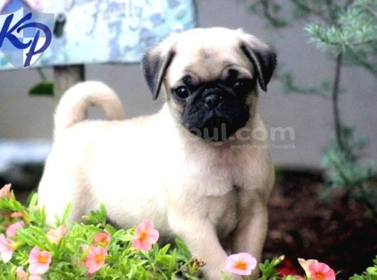 Mops Pug Ci̇nsi̇ Yavrular görsel