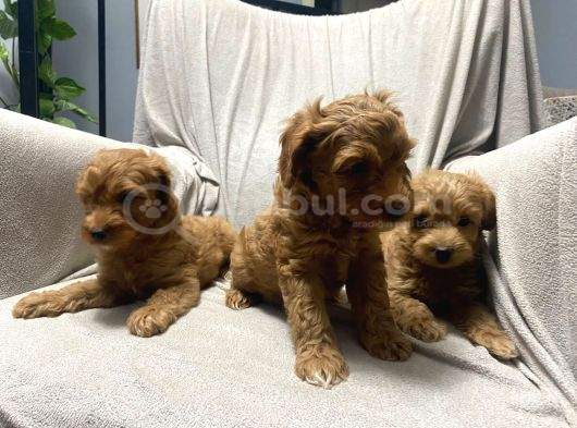 Toy Poodle Bebeklerimiz görsel