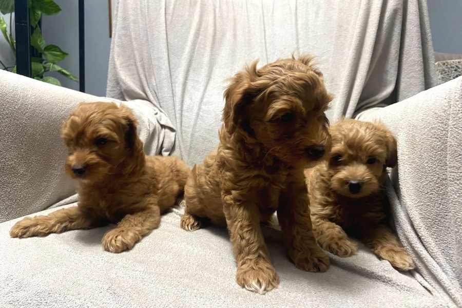 Toy Poodle Bebeklerimiz