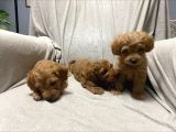 Toy Poodle Bebeklerimiz