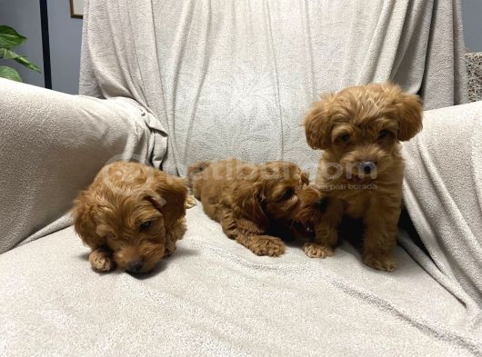 Toy Poodle Bebeklerimiz görsel