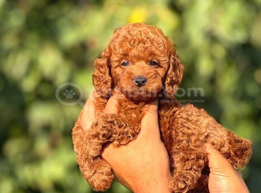 Teacup toypoodle cis egitimlj yavrular
