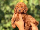 Teacup Toypoodle Cis Egitimlj Yavrular