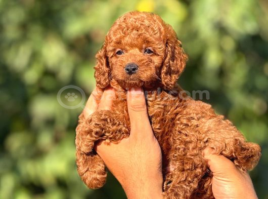 Teacup Toypoodle Cis Egitimlj Yavrular görsel