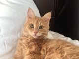 Kayıp Kedi Antalya Kundu Güzeloba Lara
