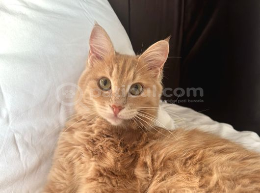 Kayıp Kedi Antalya Kundu Güzeloba Lara görsel