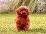 Sağlik Ve Irk Garanti̇li̇ Toy Poodle Yavrulari İstanbul