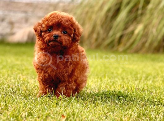 Sağlik Ve Irk Garanti̇li̇ Toy Poodle Yavrulari İstanbul görsel