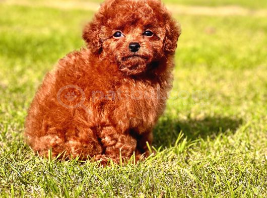Sağlik Ve Irk Garanti̇li̇ Toy Poodle Yavrulari İstanbul görsel