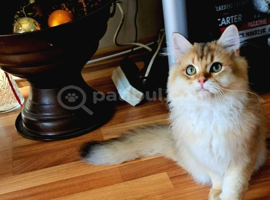 Muhteşem Kalitede Irk Ve Sağlık Garantili Yavrumuz görsel