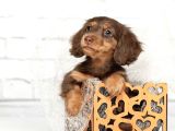 Mini Long Hair Dachshund Yavruları