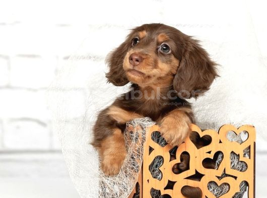 Mini Long Hair Dachshund Yavruları görsel