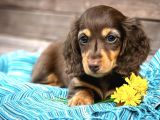 Mini Long Hair Dachshund Yavruları