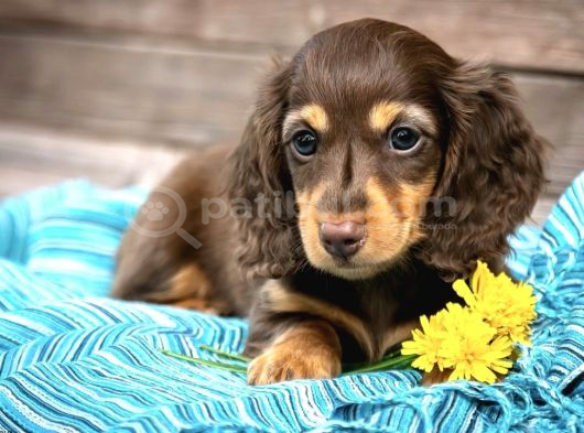 Mini Long Hair Dachshund Yavruları