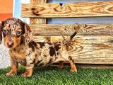 Safkan Mini Dachshund  Yavrular