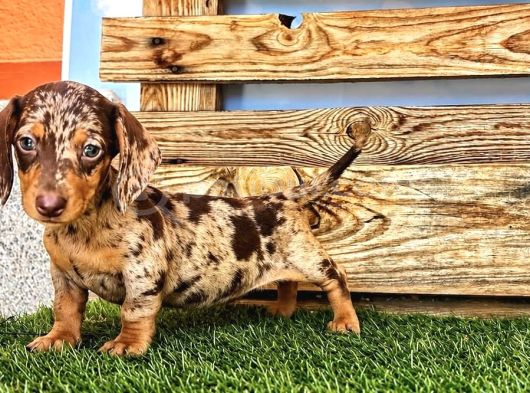 Safkan Mini Dachshund  Yavrular