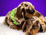Safkan Mini Dachshund  Yavrular
