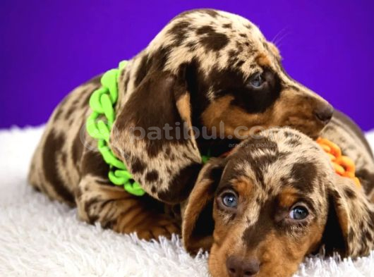 Safkan Mini Dachshund  Yavrular görsel