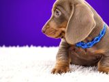 Safkan Mini Dachshund  Yavrular