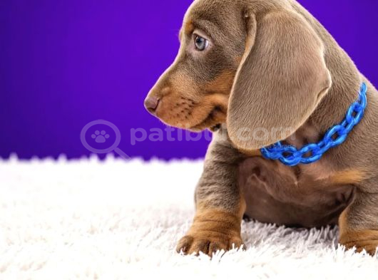 Safkan Mini Dachshund  Yavrular görsel