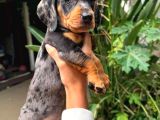 Safkan Mini Dachshund  Yavrular