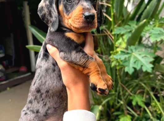 Safkan Mini Dachshund  Yavrular görsel