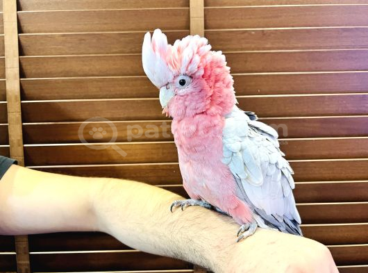 BELGELİ EĞİTİMLİ EVCİL GÜL KAKADU PAPAĞANIMIZ
