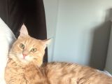 Kayıp Kedi Antalya Kundu Güzeloba Lara