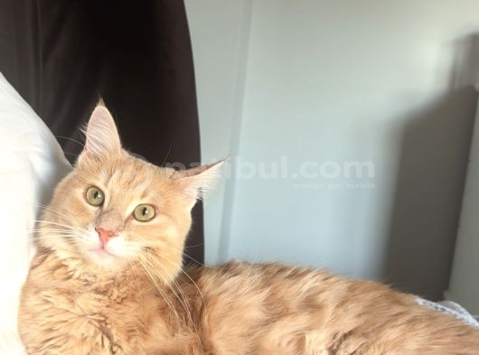 Kayıp Kedi Antalya Kundu Güzeloba Lara görsel