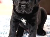 Orjinal siyah cane Corso Yavrumuz