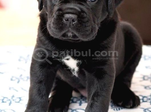 Orjinal siyah cane Corso Yavrumuz