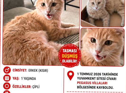 Kayıp Kedi Antalya Kundu Güzeloba Lara