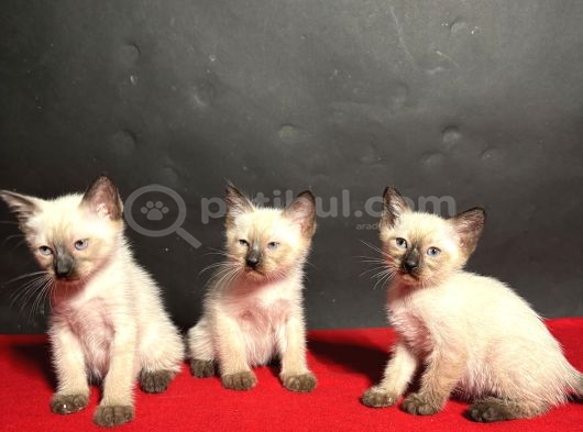 Mükemmel Kali̇te Si̇yam Bebekler görsel
