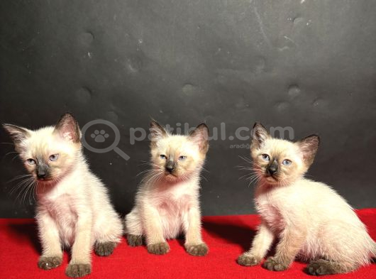 MÜKEMMEL KALİTE SİYAM BEBEKLER